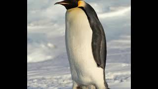 Emperor penguin sound