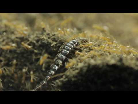 Hidden Video: Ants vs Giant Millipedes - Hidden Video: Ants vs Giant Millipedes