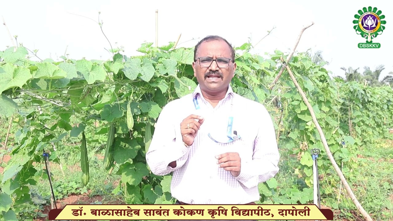 वेलवर्गीय भाजीपाला मधील फळमाशीचे एकात्मिक व्यवस्थापन (Fruit Fly)। Dr. BSKKV, Dapoli