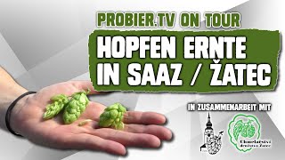 ON TOUR | Hopfenernte in Saaz / Žatec, CZ  | Craft Bier Video #2128