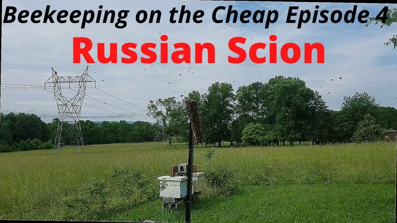 Beekeeping on the Cheap Episode 4 Russian Scion