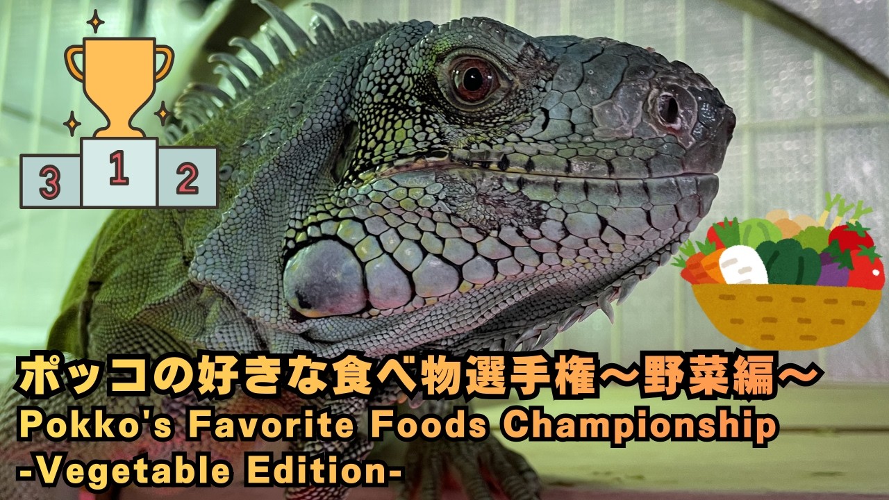 【グリーンイグアナ】ポッコの好きな食べ物選手権〜野菜編〜Pokko's Favorite Foods Championship -Vegetable Edition-