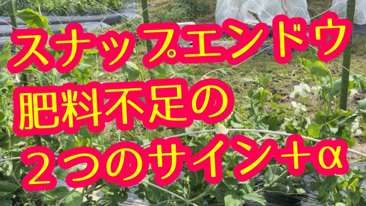 Snap Peas] We'll explain in detail the easy-to-spot signs that
