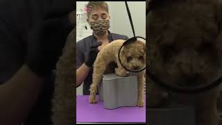 This tool stops dogs from sitting while grooming