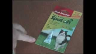 cat fleas.wmv