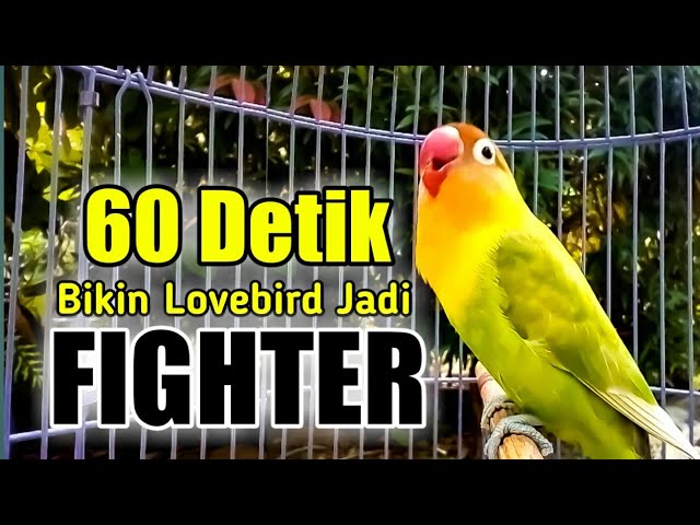 LB mu MALAS BUNYI, Pakai Pancingan Suara Lovebird Gacor Fighter ini Aja BOS, dijamin LANGSUNG NYAUT class=