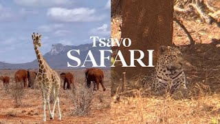 5am Safari to Tsavo | Ashnil Aruba Lodge