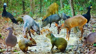 O saleiro no cerrado está muito movimentado de animais. Vejam!