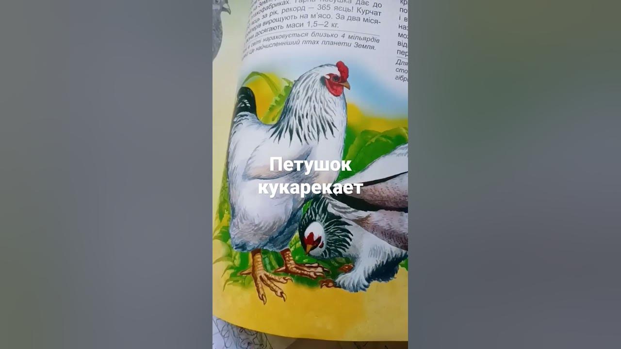 кукареку 🐓🐔🐣🐤🐥 - YouTube