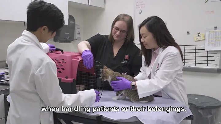 Hand hygiene in veterinary practices