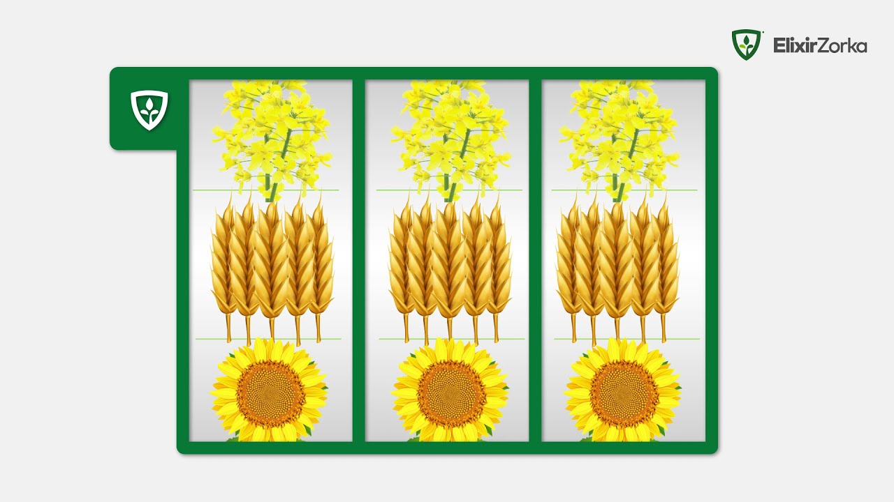 AmoSulfan - Winning formulation