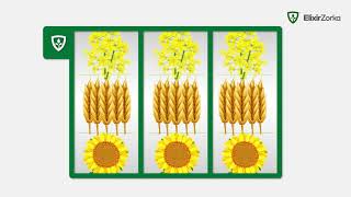 AmoSulfan - Winning formulation