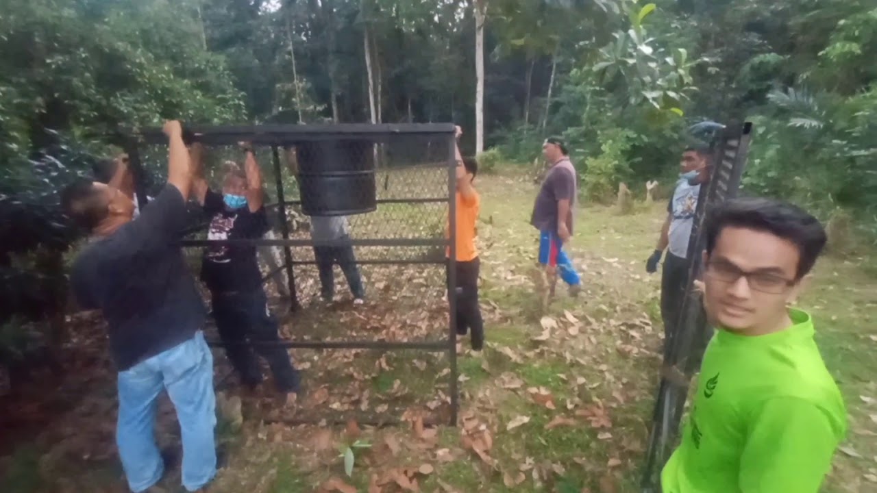 Perangkap Monyet liar