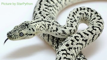 Granite Jag Carpet Python Ovulation