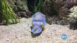 Cuttlefish Colors