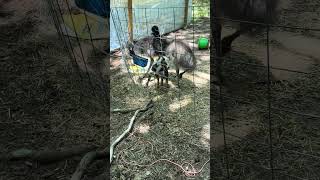 Goats chilling with emu🤣🐐 #fyp #dayinmylife #goats #emu #mustwatch #homestead