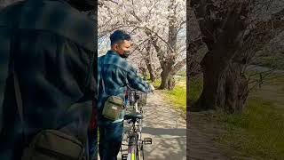 bestshorts sakura japan jepang fyp sanes dennycaknan