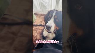 バーニーズが大好きな食べ物を食べるとこうなる🐾