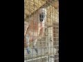 Moluccan Cockatoo Talking