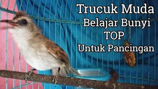 Burung Trucukan Muda Belajar Bunyi || Pancingan Ampuh Trucukan Gacor