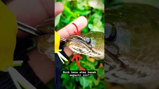 Ikan gabus nekat hook kena atas bawah #shorts #castinggabus