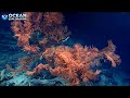 NOAA Ocean Explorer Dive 19:  Amazing!! A Giant black coral!!