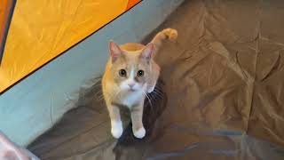 Medi Cat danced and played in a tent indoors by Medi Cat 100 views 1 year ago 1 minute, 59 seconds