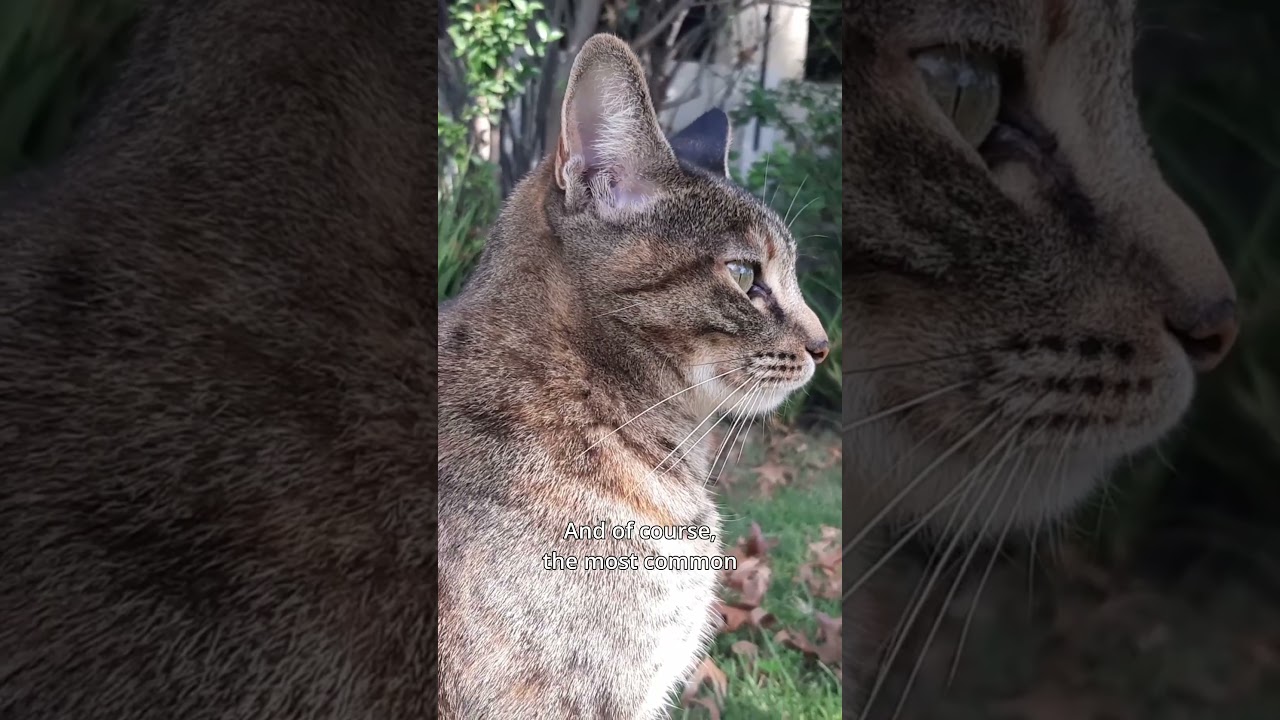 Nature Myths [1] - Lions are NOT the only social cat 