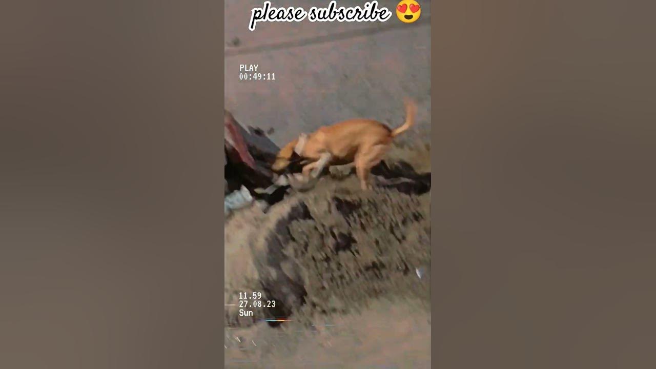 Wait for End 😍😍#panda , kalu and Pitbull full Masti😍😍 - YouTube