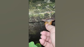 Đi bắt ốc, #dibatoc #snail #shorts