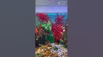 Bộ Lọc Dàn Mưa Yee Đa Chức Năng: Lọc, Tạo Sóng, Sủi Oxy Cho Bể Cá #yee #thuysinh #locbeca