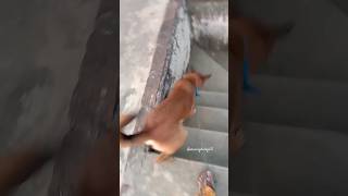 Jimmy aggressive?vlogtrending viralshotshortsfeedflyingbeast sauravjoshivlogsgermanshepherd