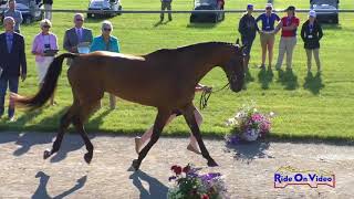 743J2 Alexandra Baugh on Mr  Candyman CICOY2* FEI Jog 2 Rebecca Farm July 2018