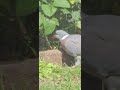 pigeons eating all the strawberries and we thought the kids had it all _ we cought the thief