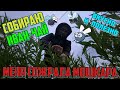 СОБИРАЮ ИВАН-ЧАЙ (ЗА ПОЛЯРНЫМ КРУГОМ)