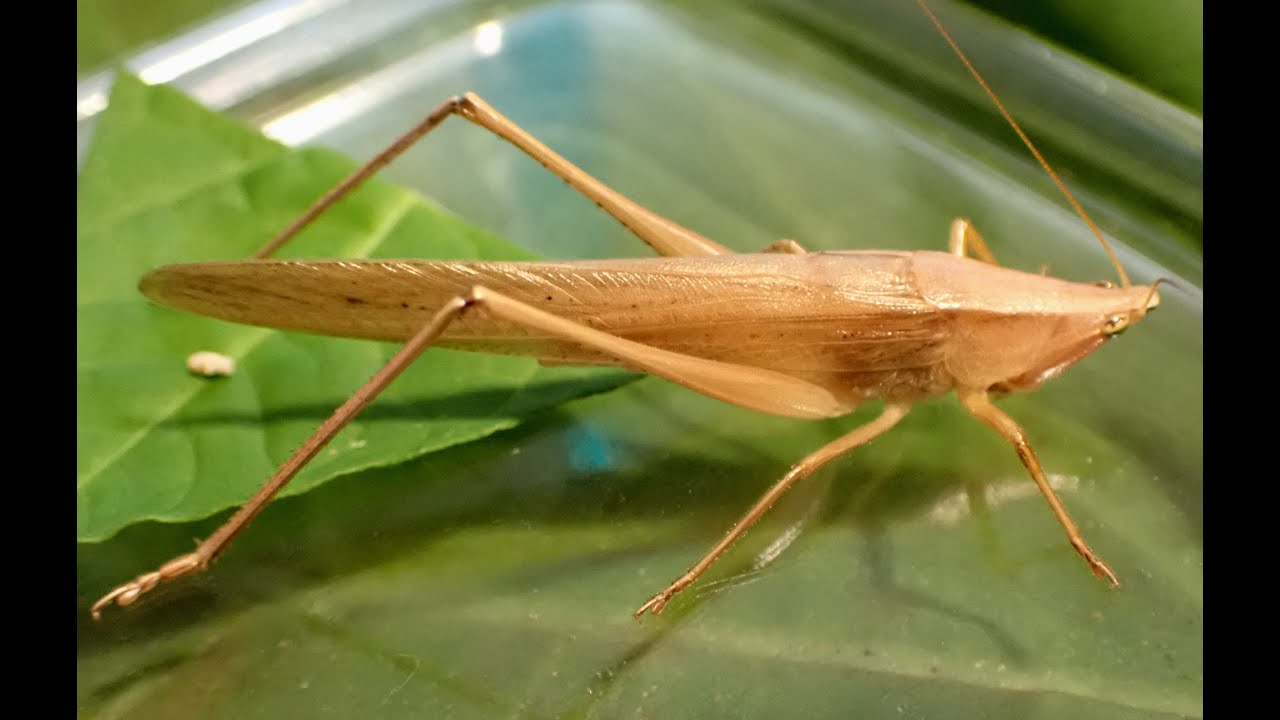 Broadtipped Conehead Katydid / Esperanza Nariz Redonda (Neoconocephalus triops) YouTube