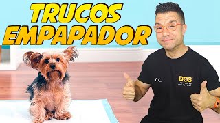 Cómo enseñar a un PERRO a hacer SUS NECESIDADES  | Enseñar a hacer sus necesidades en el empapador