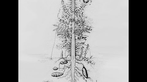 Goethe, Science, and Intuition