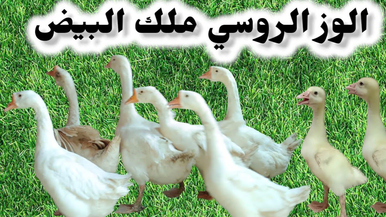 الوز الروسي في مصر