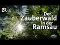 Der Zauberwald in der Ramsau | Wir in Bayern | BR