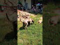 #rap #hiphop #music #puppy #foryou #feelgood #ytshorts #reels #shorts #clips #viralvideo #viralshort