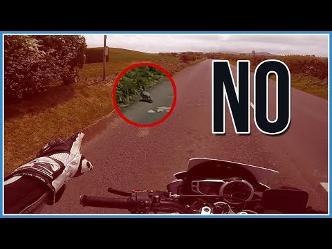 Pigeon Murder & Random Bullshittery