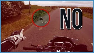 Pigeon Murder & Random Bullshittery
