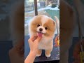 cute dog 🐶 cute 🥰#dog #dogs