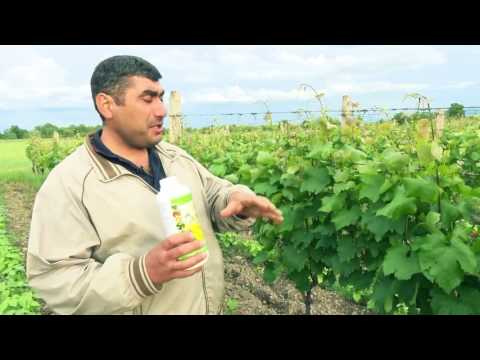 კომპანია \"ჯეოფერტი\"