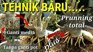 Tehnik Baru Membuat Bonsai Adenium. A new technic  to make adenium bonsai