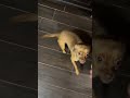 Puppy learns first trick #puppy #dog #cute #pets #perros #foryou #shorts #reels