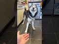 #foryou #cat #funny #shortvideo #yutube