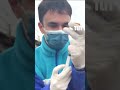 Encontraron un lobo marino con un disparo