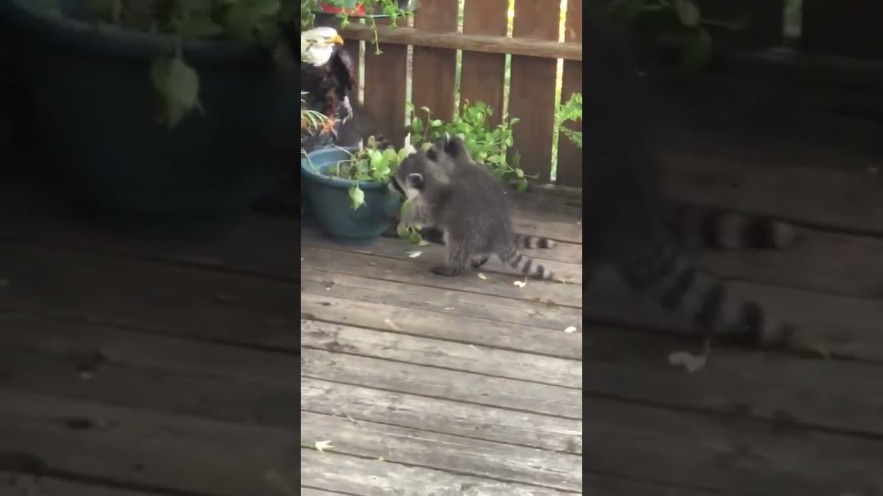raccoon family